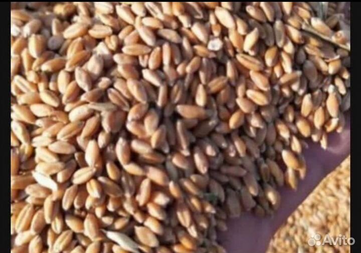 Комбикорма,Кукуруза,ячмень,пшеница,овёс
