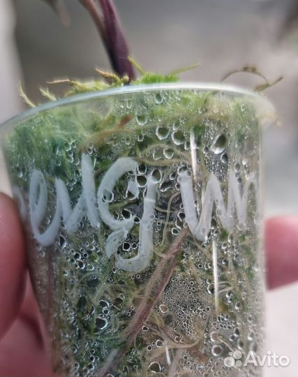 Алоказия серендипити вар