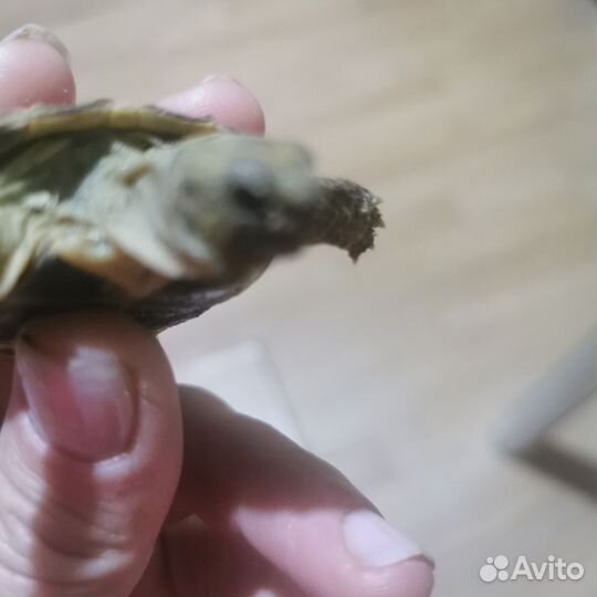 Черепаха сухопутная маленькая