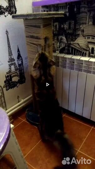 Когтеточка