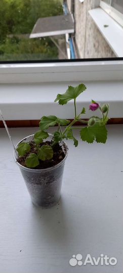 Пеларгония герань