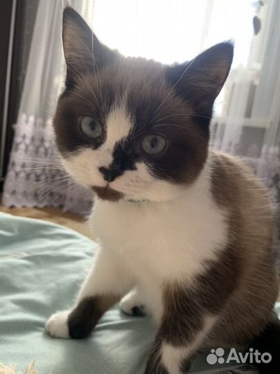 Кот для вязки