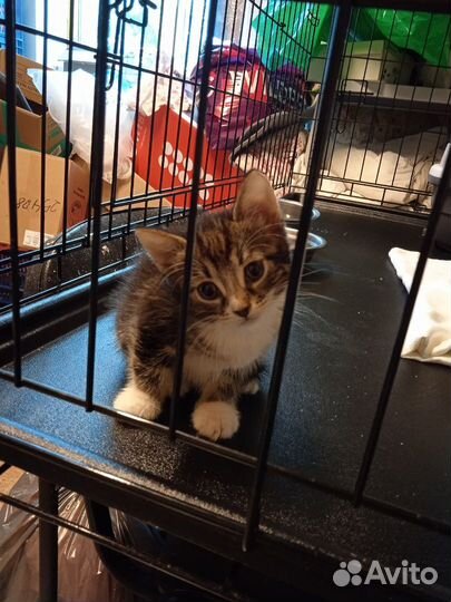 Три сыночка и лапочка дочка