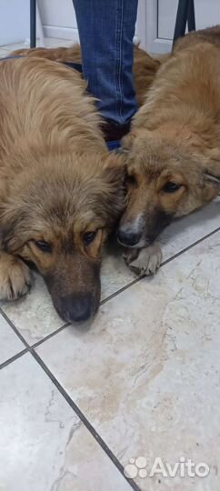 Метисы кавказской овчарки