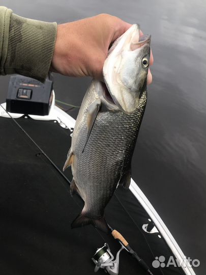 Рыбалка с гидом Иваньковское водохранилище