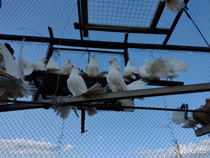 Голуби белые павлины