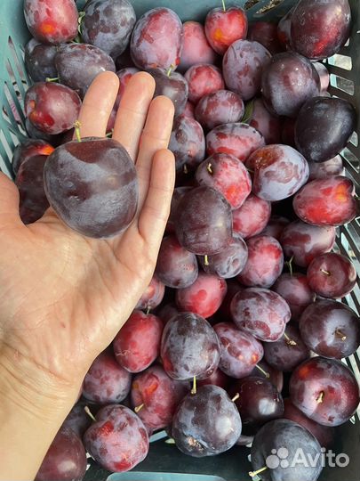 Домашняя слива