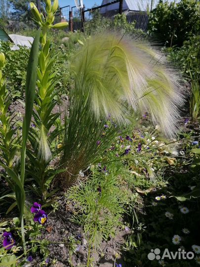 Декоративные злаки