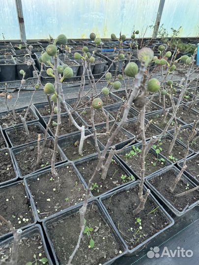 Саженцы инжира