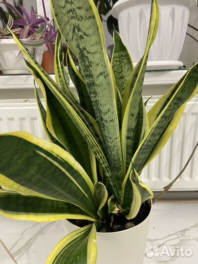 Продаются цветы