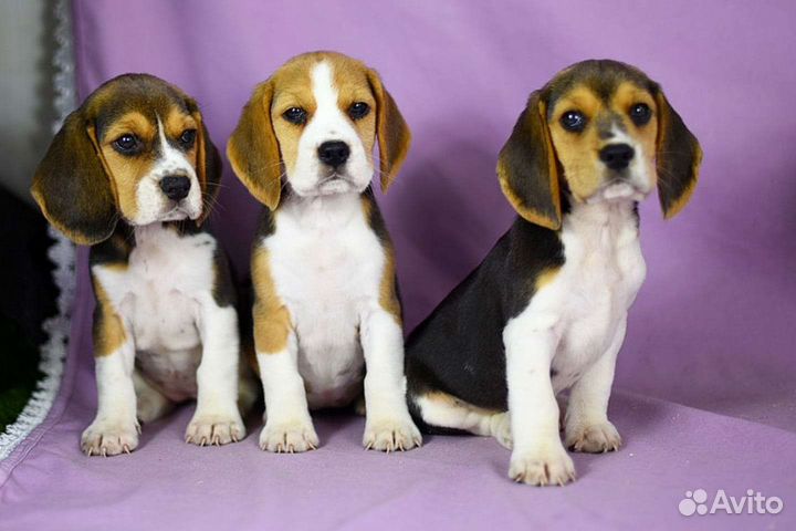 Щенки бигль