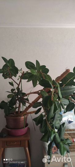 Фикус каучуконосный