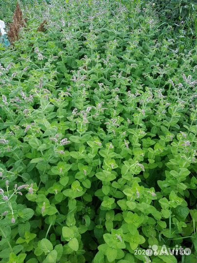 Многолетники садовые - мята, тархун (эстрагон)