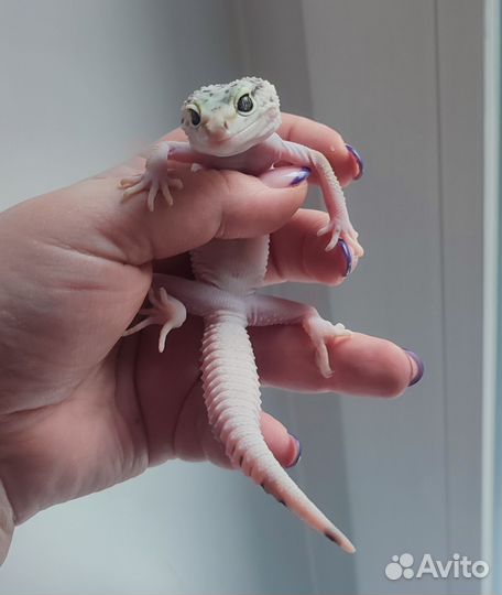 Иранский эублефар, геккон, самка