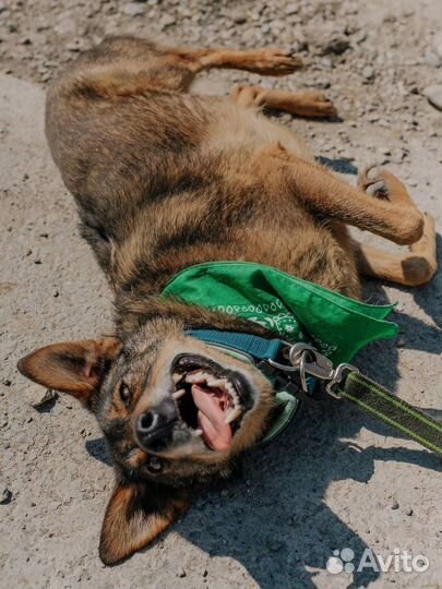 Собака Том в добрые руки