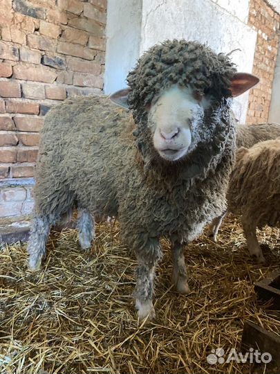 Бараны мериносы на племя