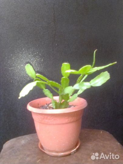 Декабрист шлюмбергера