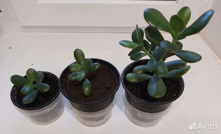 Толстянка (денежное дерево)