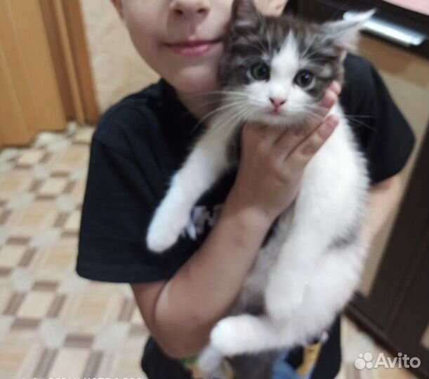 Котята ищут дом