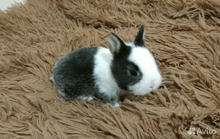 Вислоухие декоративные кролики