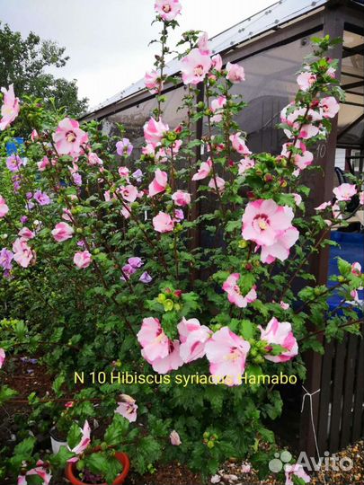 Hibiscus syriacus Hamabo, Purple Pillar