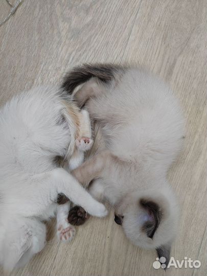 Котята в добрые руки бесплатно мальчик