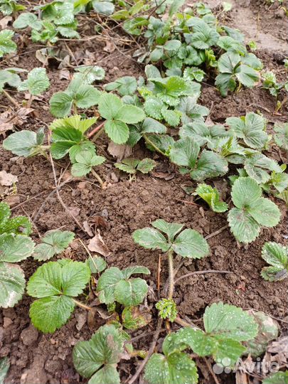 Усы клубники. Сирия- 50р., зенга- 30р