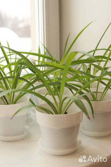 Хлорофитум