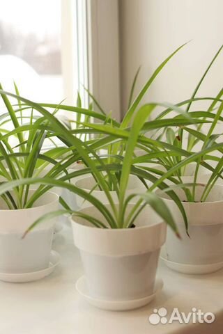 Хлорофитум