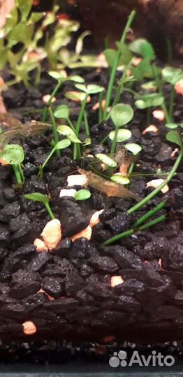 Креветки отбраковка