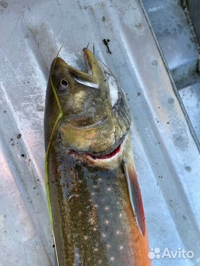 Рыбалка на Ямале трофейный хариус и морской рыбы