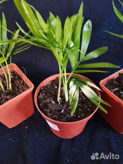 Хамедорея вариегата, Арека