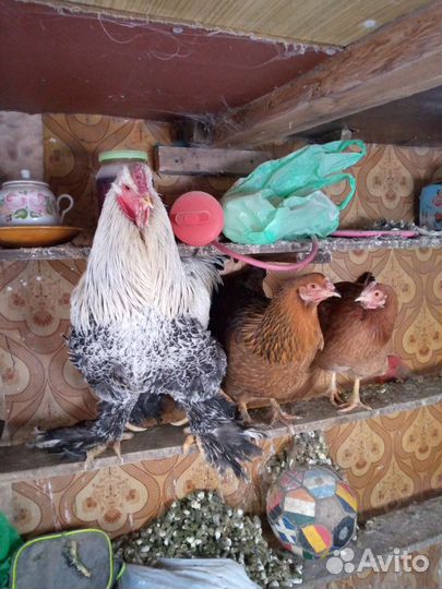 Петух порода Браун и курицы деревенские
