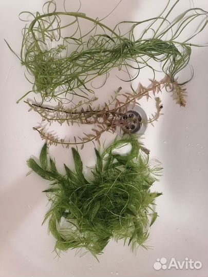 Аквариумная прополка