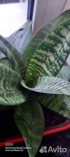 Сансевиерия