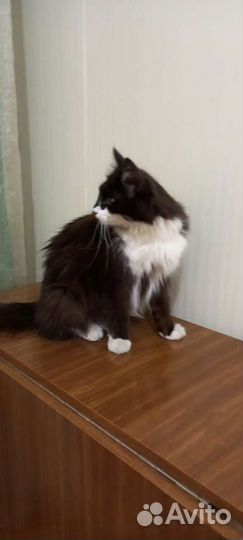 Кошка в дар бесплатно