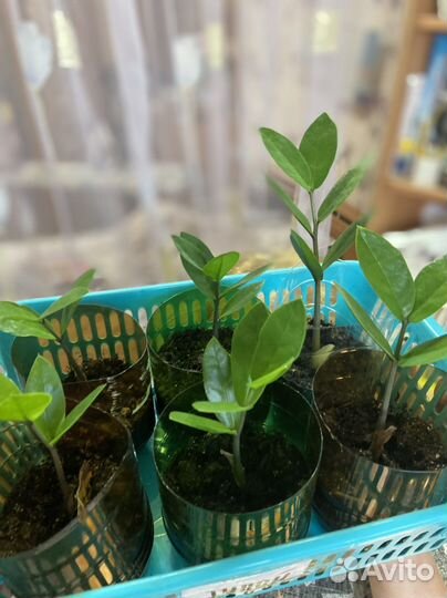 Замиокулькас