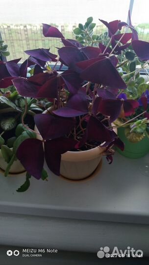 Алоэ, Оксалисы и Хлорофитум