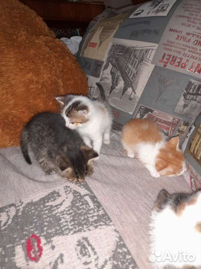 Котята в добрые руки