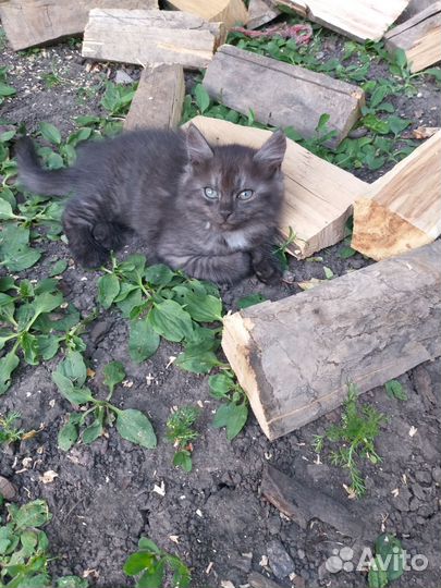 Кошки в добрые руки