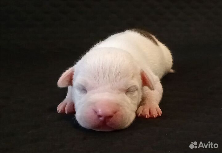 Стаффордширский терьер щенки