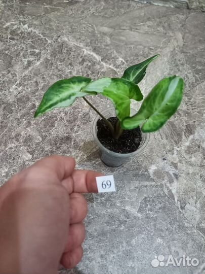 Сингониумы сортовые: