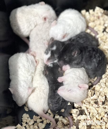 Крыса/крысята Дамбо Рекс