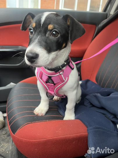 Щенок джек рассел терьера