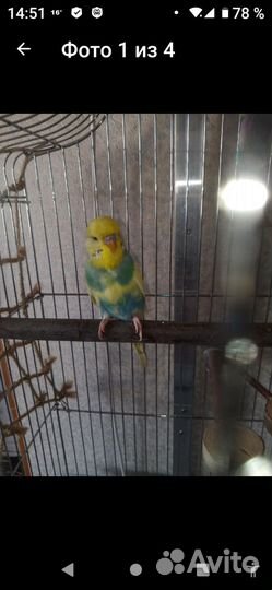 Волнистый попугай ввп чех