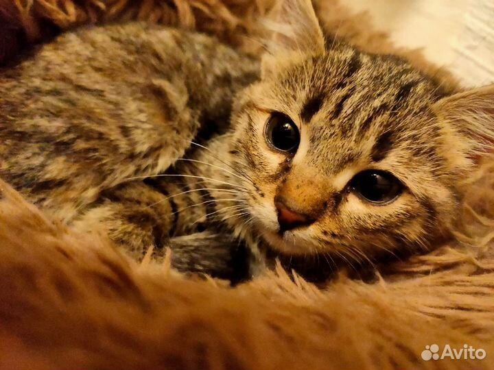 Отдам в добрые руки котенка