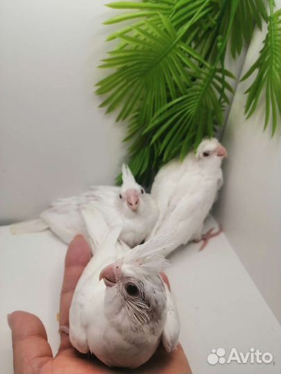 Ручные птенцы кореллы