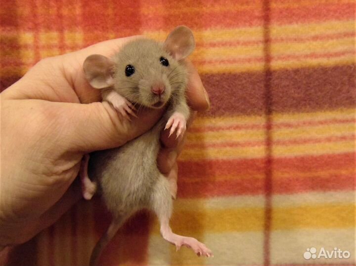 Крысы, крысята дамбо от заводчика, клетки, гамак