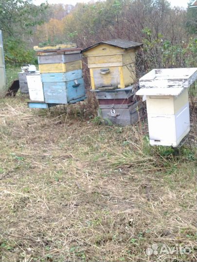 Улей для пчел