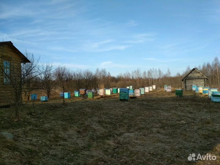 Матки, пчелы, отводки